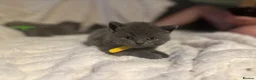 British Shorthair cats for sale: ❤️❤️Stunning GCCF Beautiful BSH kittens ❤️❤️  - Advert 22