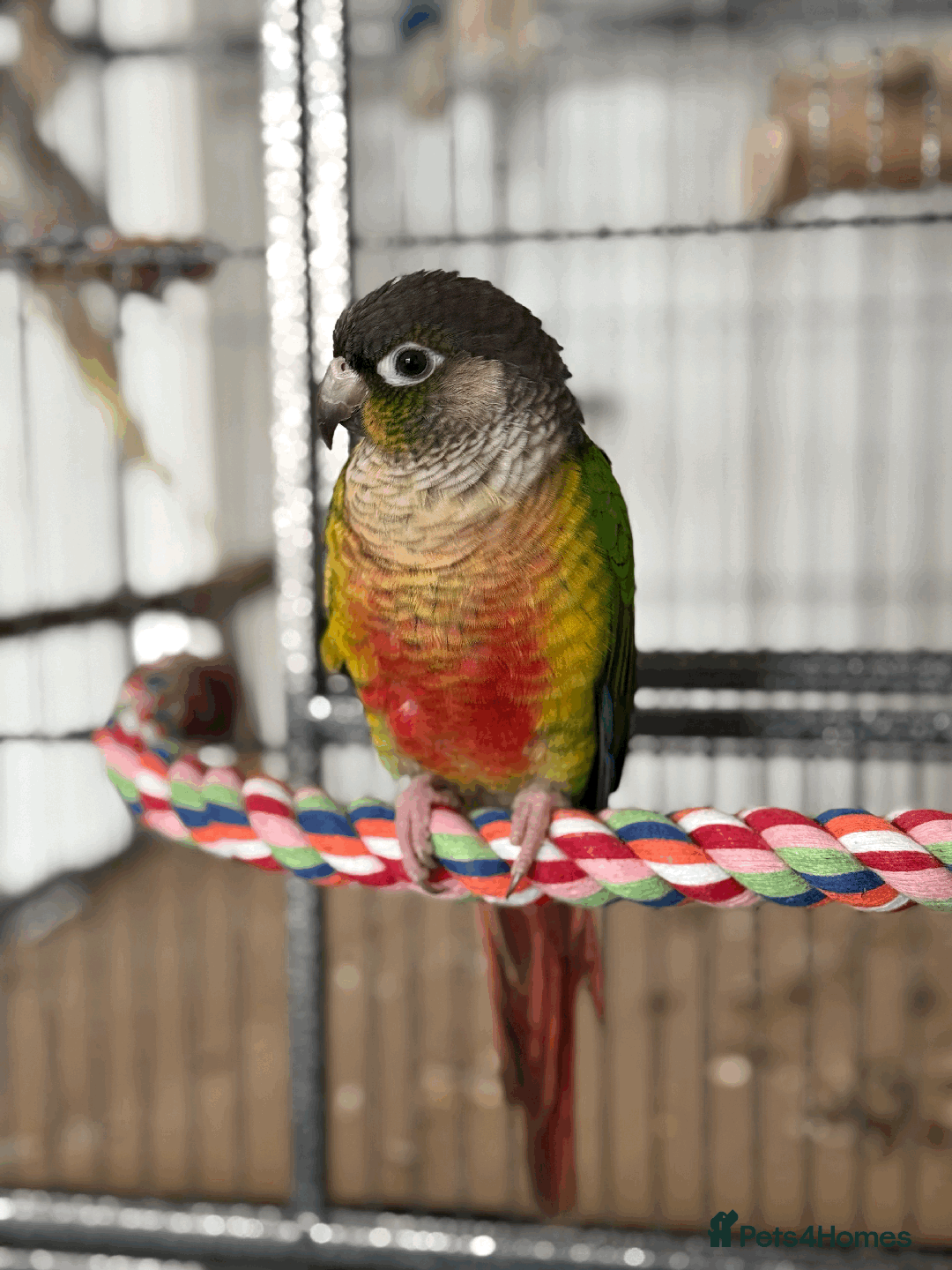 Conures birds for sale: Green Cheek Conure - Advert 4