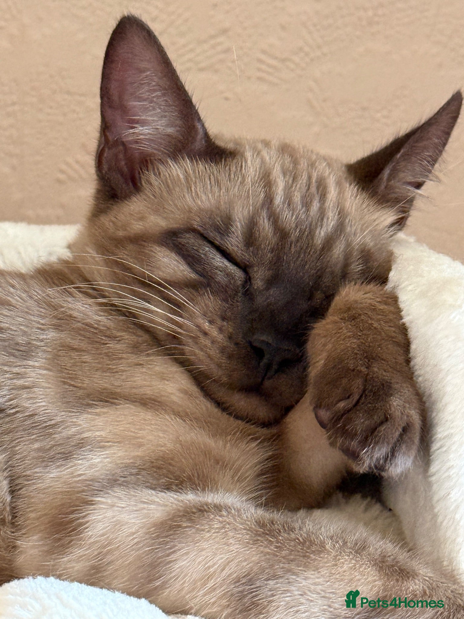 Bengal cats Seal Solid Silver Mink Bengals ❤️ - Advert 2