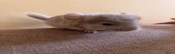 Chinchilla rodents for sale: Female beige baby chinchilla for sale  - Advert 4