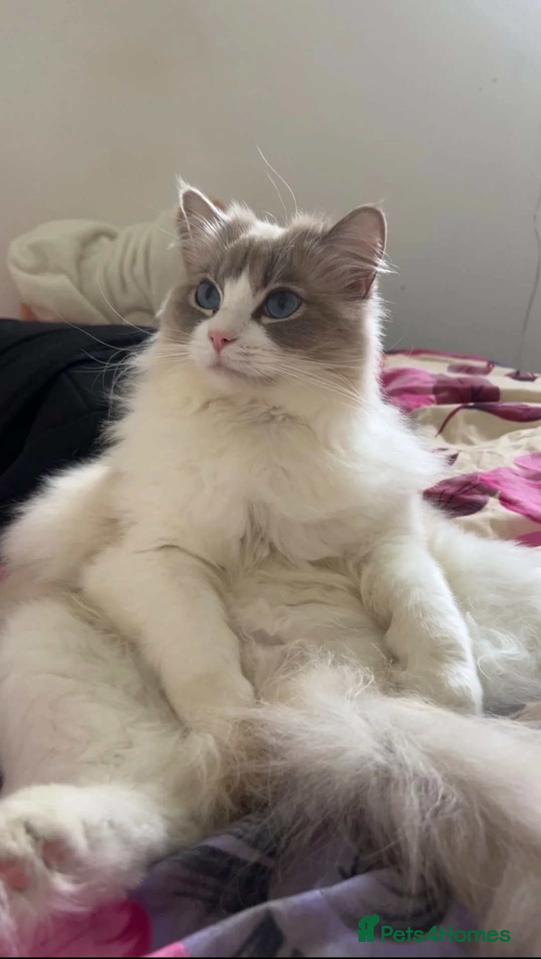 Ragdoll cats for sale: Female ragdoll  - Advert 2