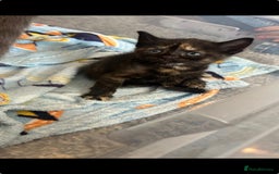 Mixed Breed cats for sale: British Shorthair X Kitten - Image 4