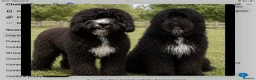 Bernedoodle dogs for sale: Amazing Saint Bernadoodle puppies - Advert 4