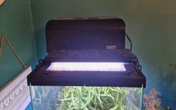 Gecko reptiles for sale: Mourning gecko's and set up - Image 4