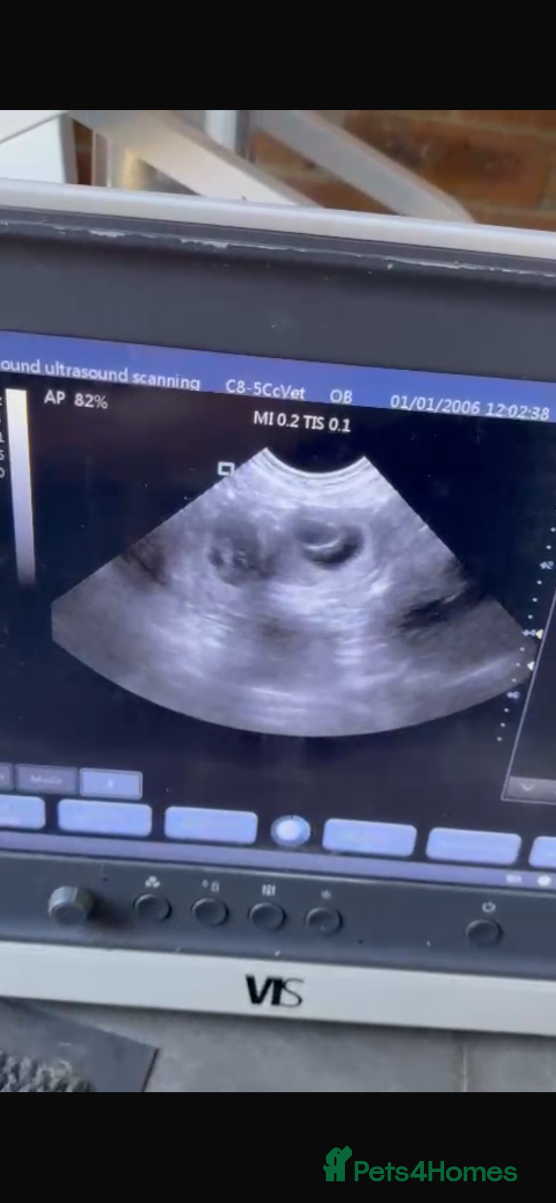 English Bull Terrier dogs for stud: Amazing boy for stud in Liverpool - Advert 17