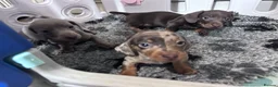 Miniature Dachshund dogs for sale: 🐾 MINI DASCHUND PUPPIES 🐾 - Advert 9
