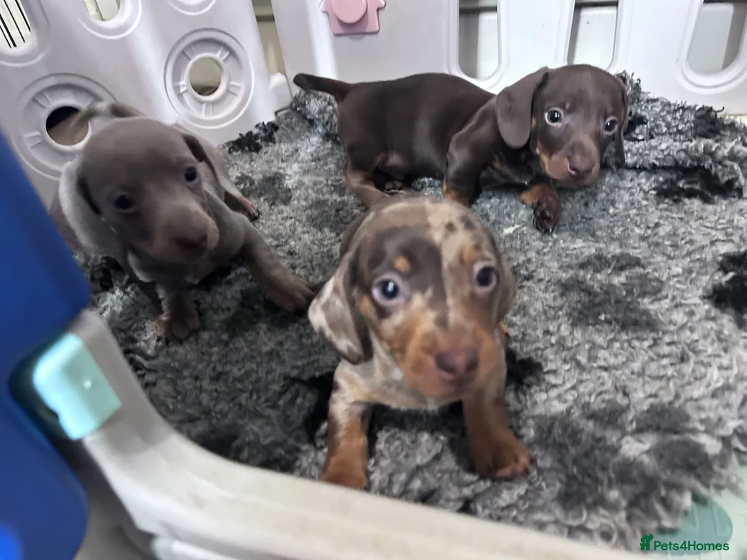 Miniature Dachshund dogs for sale: 🐾 MINI DASCHUND PUPPIES 🐾 - Advert 9