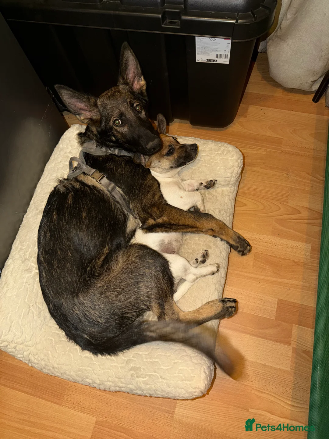 German Shepherd dogs for sale: Beautiful female German Shepherd 8 months old  - Advert 6