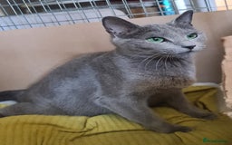 Russian Blue cats for sale: GCCF ACTIVE RUSSIAN QUEEN - Advert 1