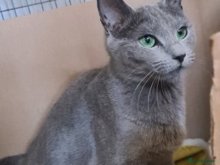 Russian Blue cats GCCF ACTIVE RUSSIAN QUEEN - Advert 10