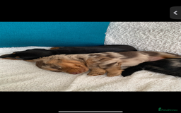 Miniature Dachshund dogs for sale: KC Long haired miniature dachshund puppies - Image 5
