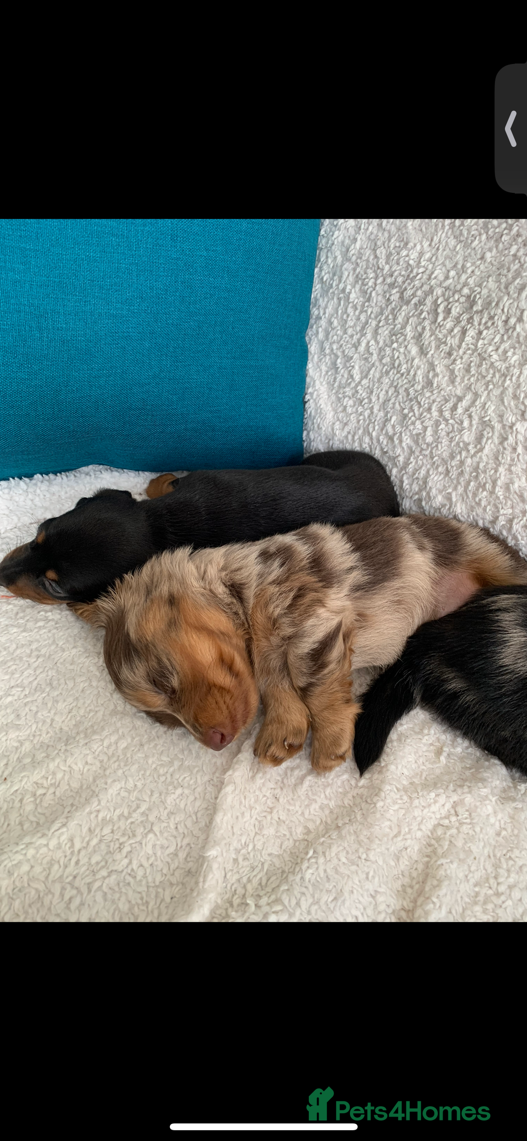 Miniature Dachshund dogs for sale: KC Long haired miniature dachshund puppies - Image 5