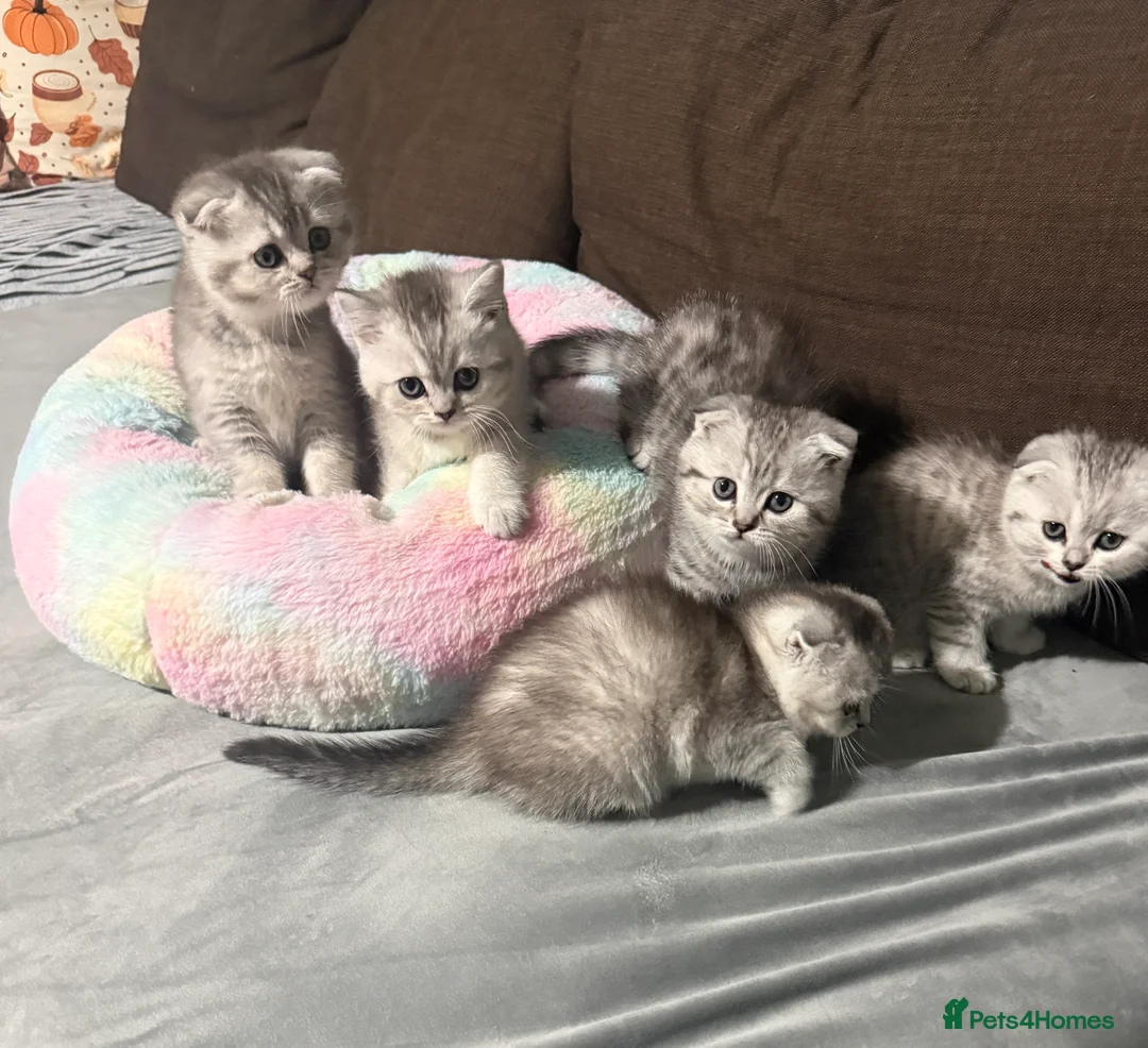Scottish Fold cats for sale: Adorable Scottish Fold Kittens  🐾 - Advert 4