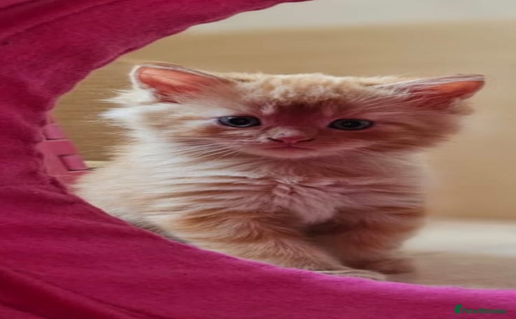Maine Coon cats - Advert 7
