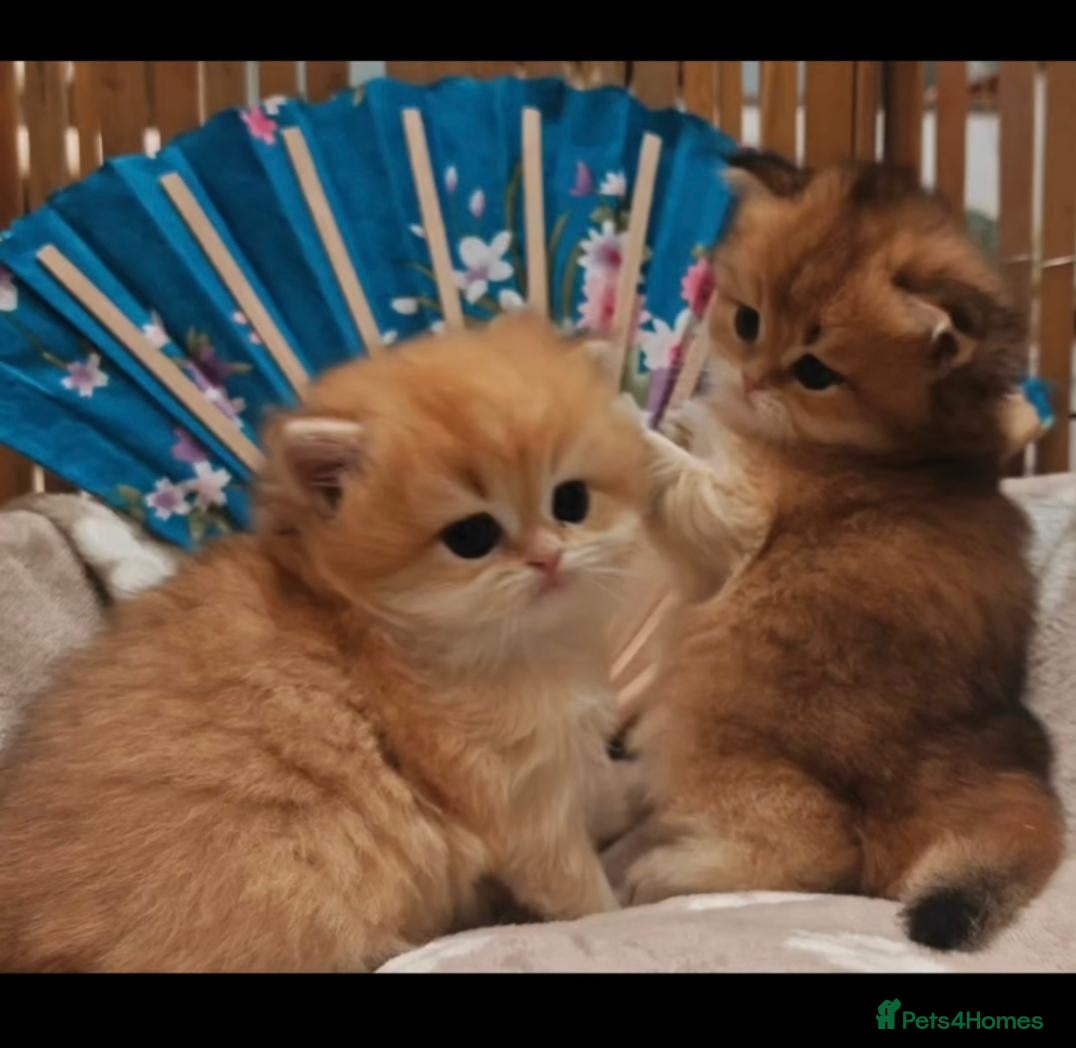 British Longhair cats for sale: British angels 😇🐾 - Advert 18