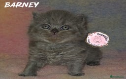 British Longhair cats for sale: GORGEOUS GCCF BRITISH LONGHAIR KITTEN  - Image 4