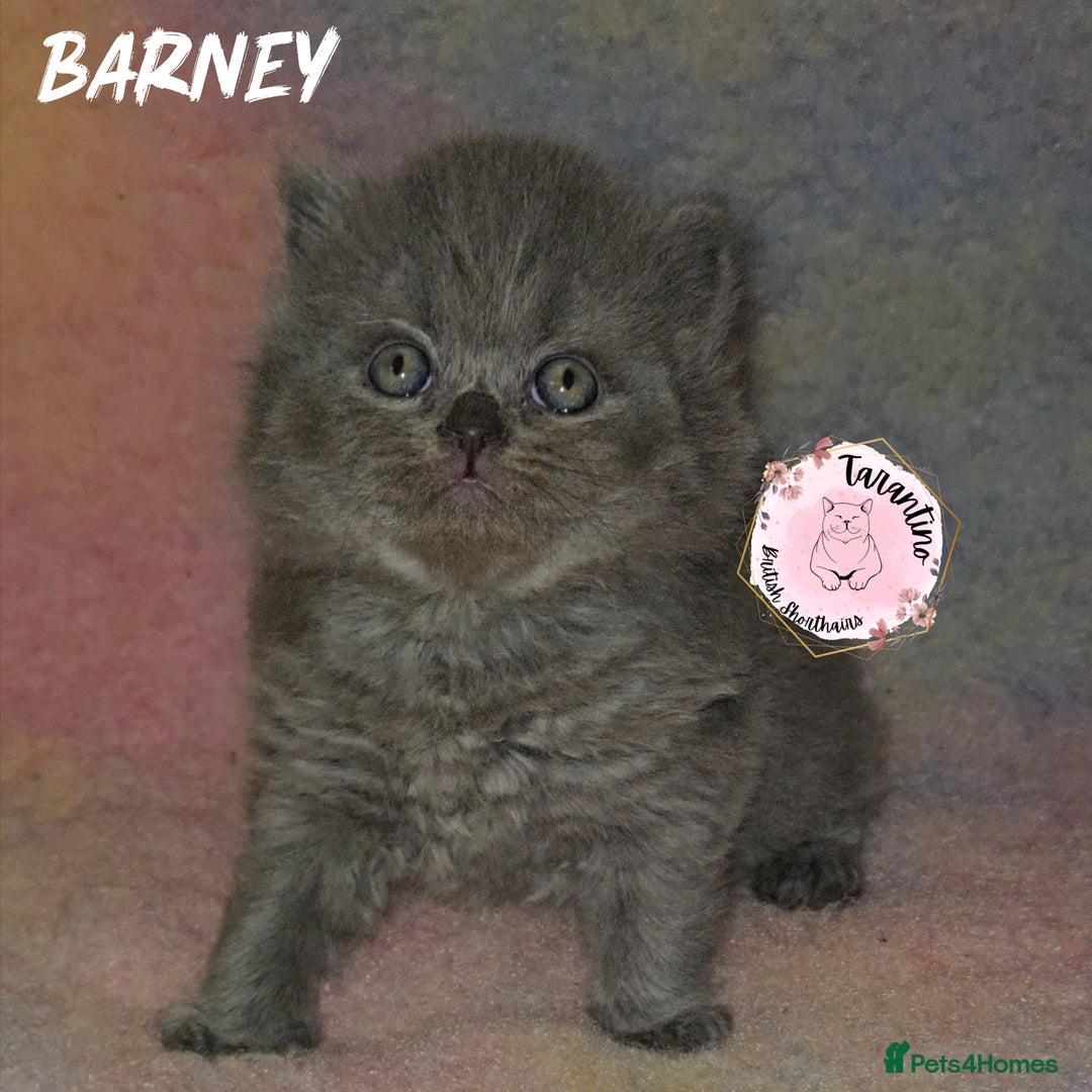 British Longhair cats for sale: GORGEOUS GCCF BRITISH LONGHAIR KITTEN  - Image 4