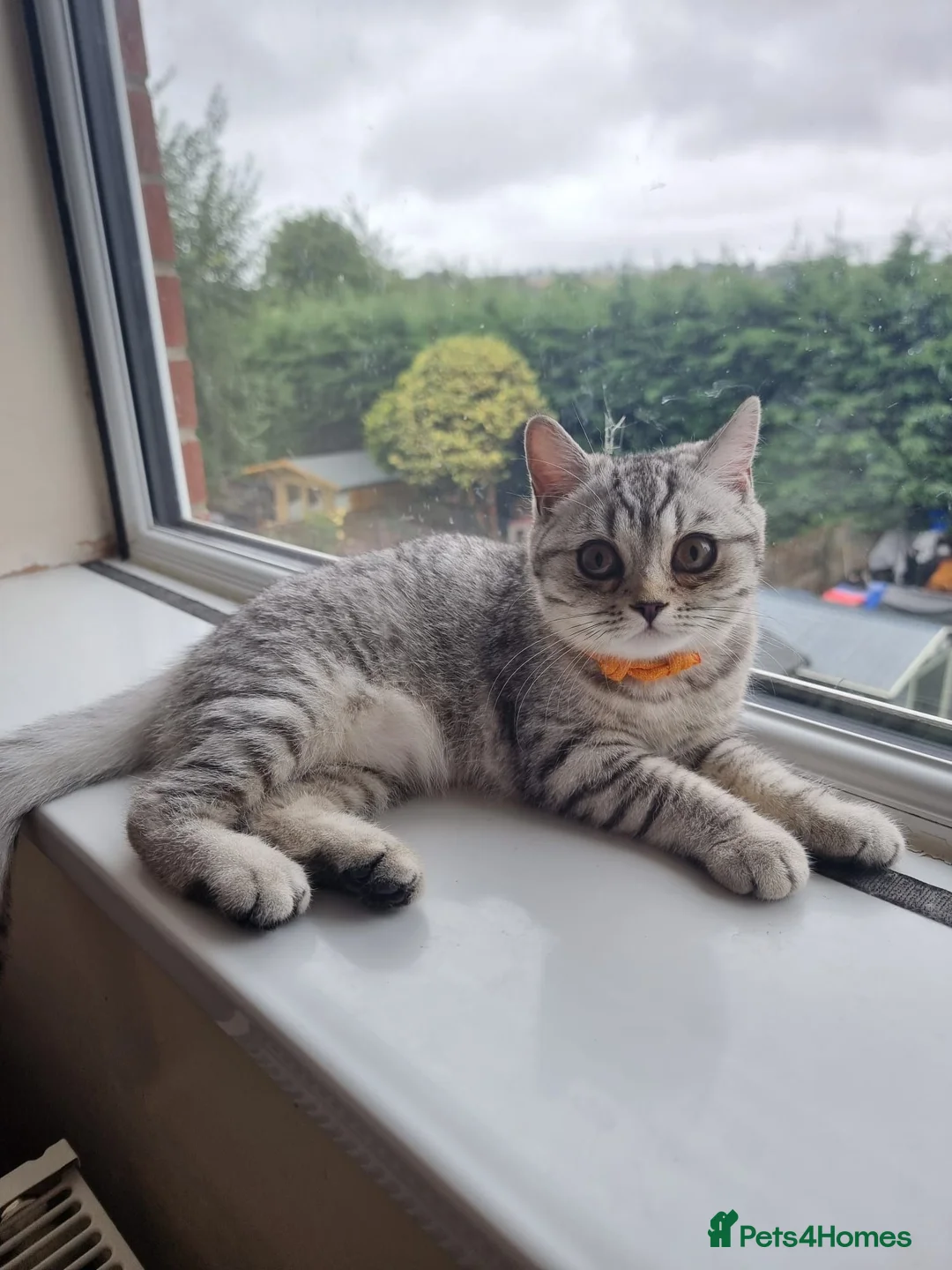 British Shorthair cats for sale: Last 2 Female Tabby BSH Friendly Vac GCCF Pedigree - Advert 1