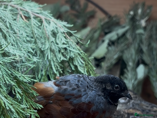 Quail poultry Button Quail /Chinese Painted Quail Eggs 12 +EXTRA - Advert 1