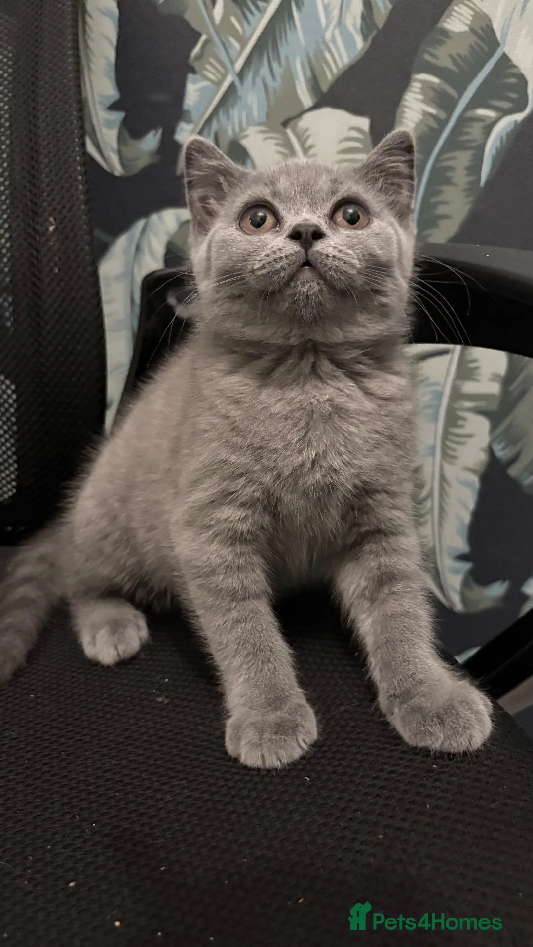 British Shorthair cats for sale: Beautiful British Shorthair Kittens  - Advert 6