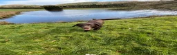 Labrador Retriever dogs for sale: 0/0 hips ⭐️ HEALTH TESTED KC REG chocolate puppies in Llanybydder - Advert 9
