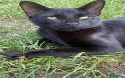Domestic Shorthair cats for sale: 3 4 month old kittens available for pickup ASAP - Image 3