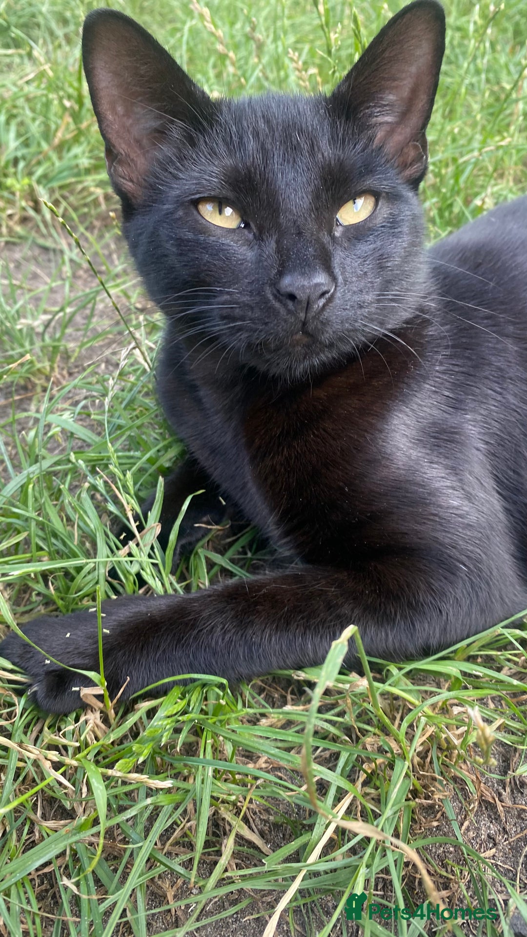 Domestic Shorthair cats for sale: 3 4 month old kittens available for pickup ASAP - Image 3