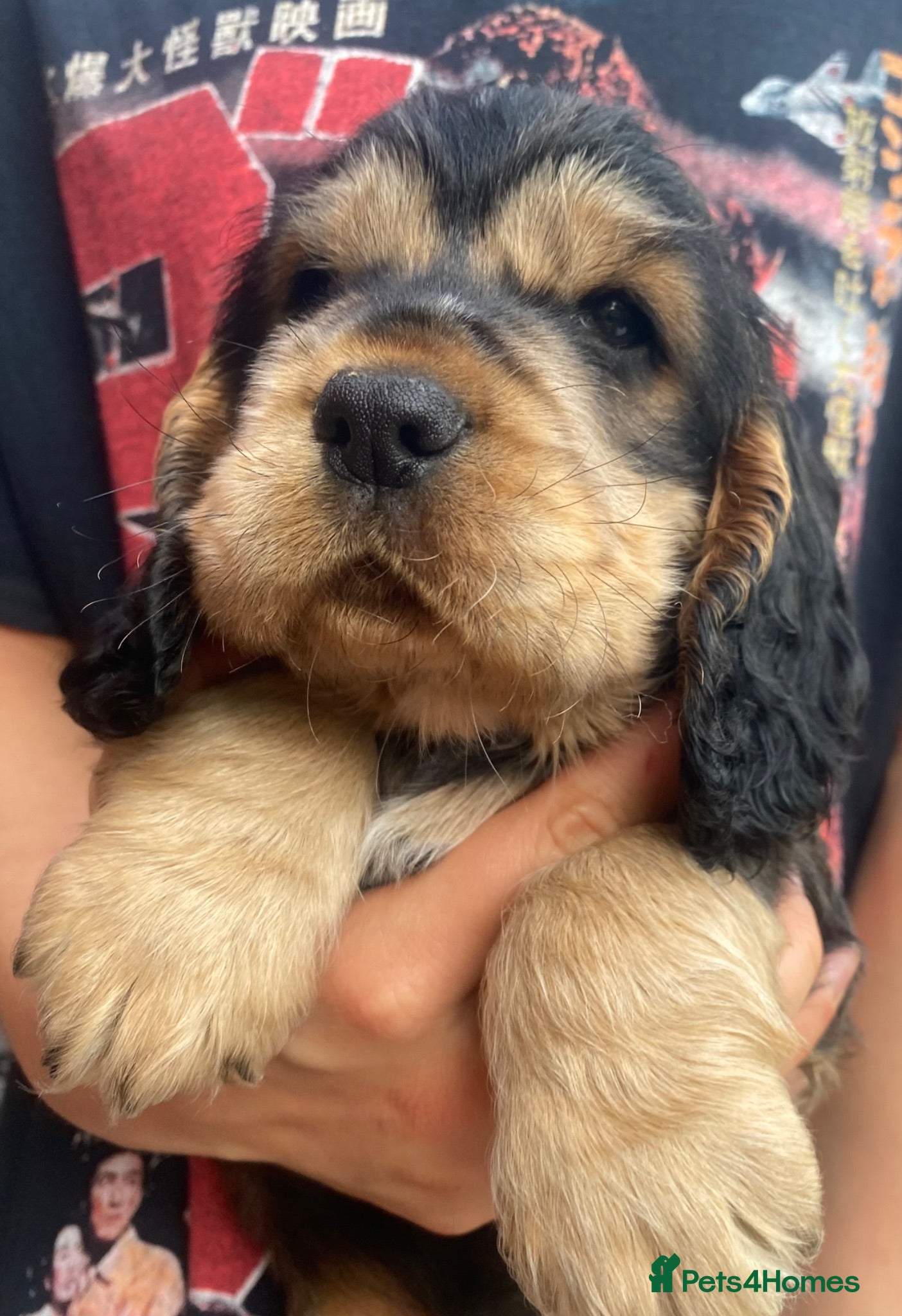 Cocker Spaniel dogs Lovely show Cocker spaniel puppies 🐶  - Advert 2