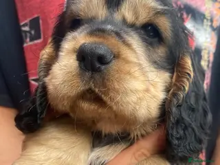 Cocker Spaniel dogs Lovely show Cocker spaniel puppies 🐶 - Advert 2