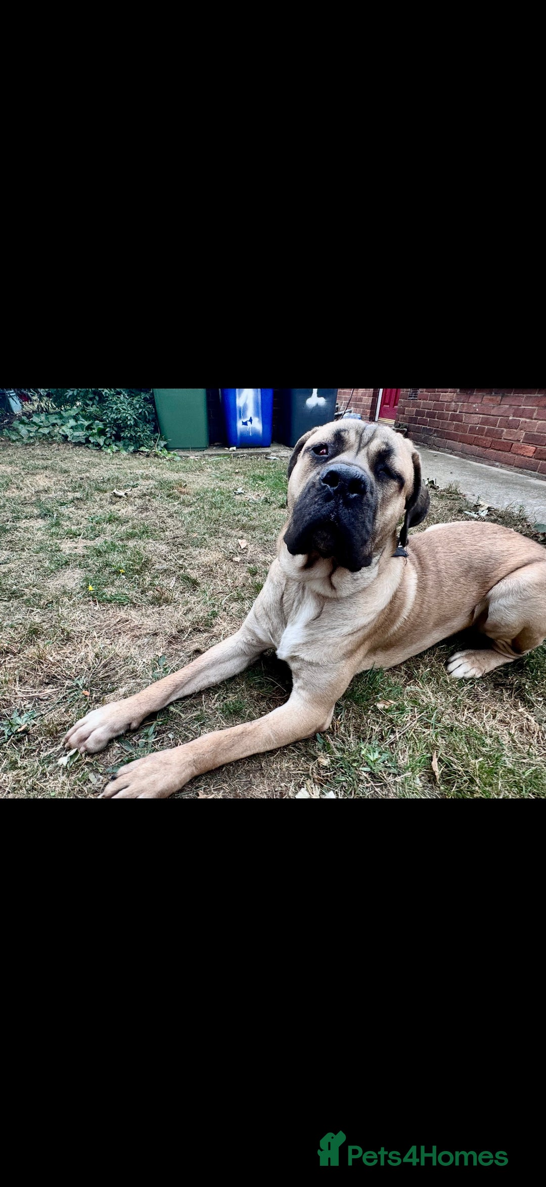 Cane Corso dogs for sale: Cane Corso Male – Born 3rd October 2024 - Image 7