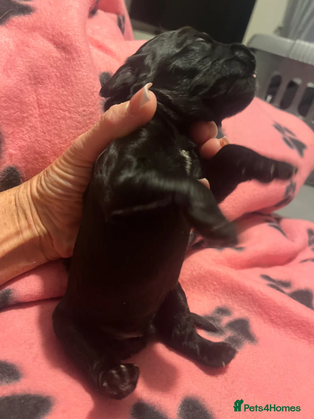 Cockapoo dogs for sale: Cockapoo Pups - Advert 14