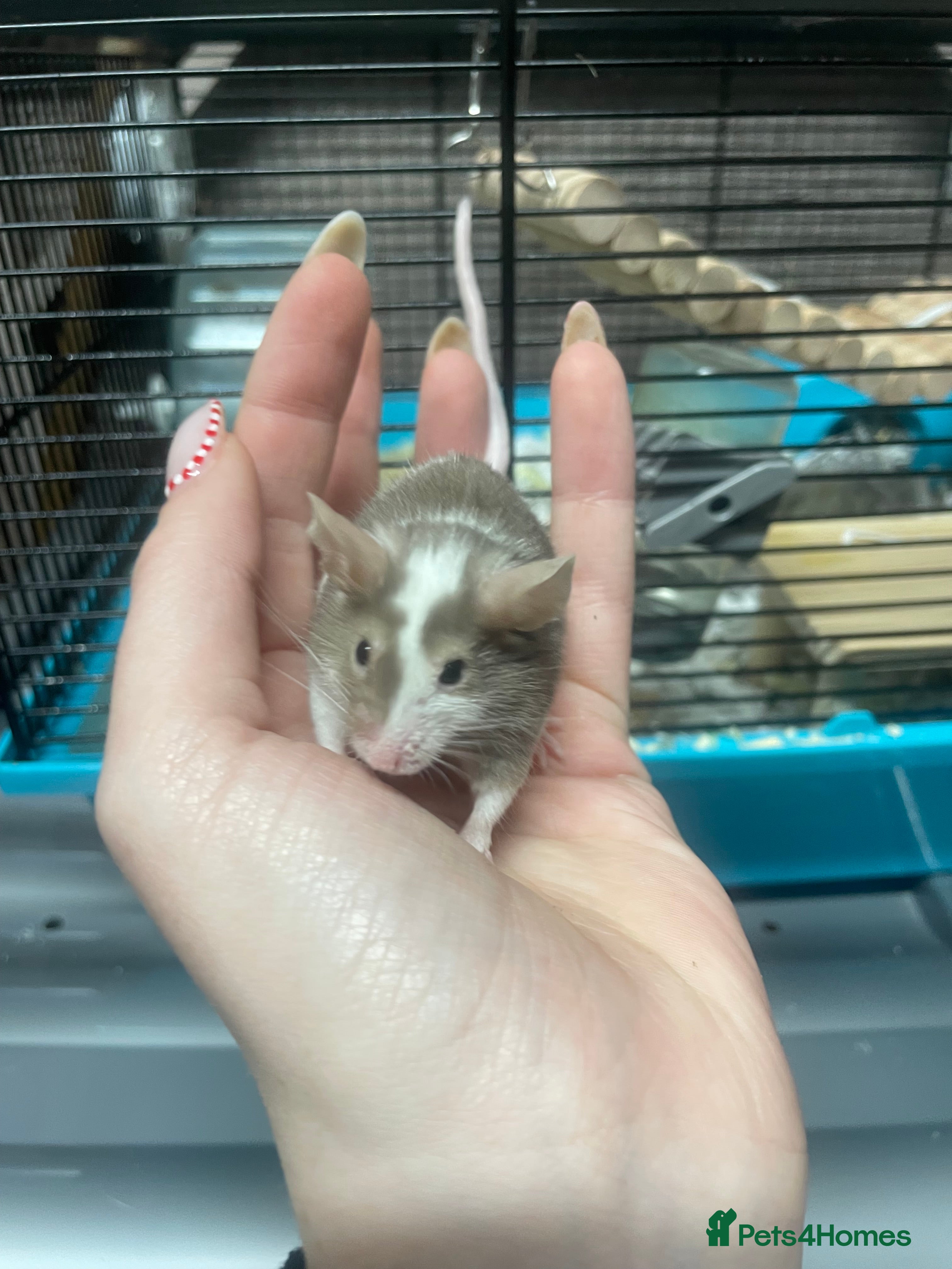 Mouse rodents Male mice for re-homing - Advert 7