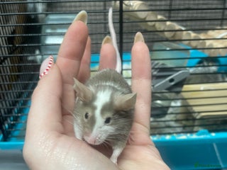 Mouse rodents Male mice for re-homing - Advert 1