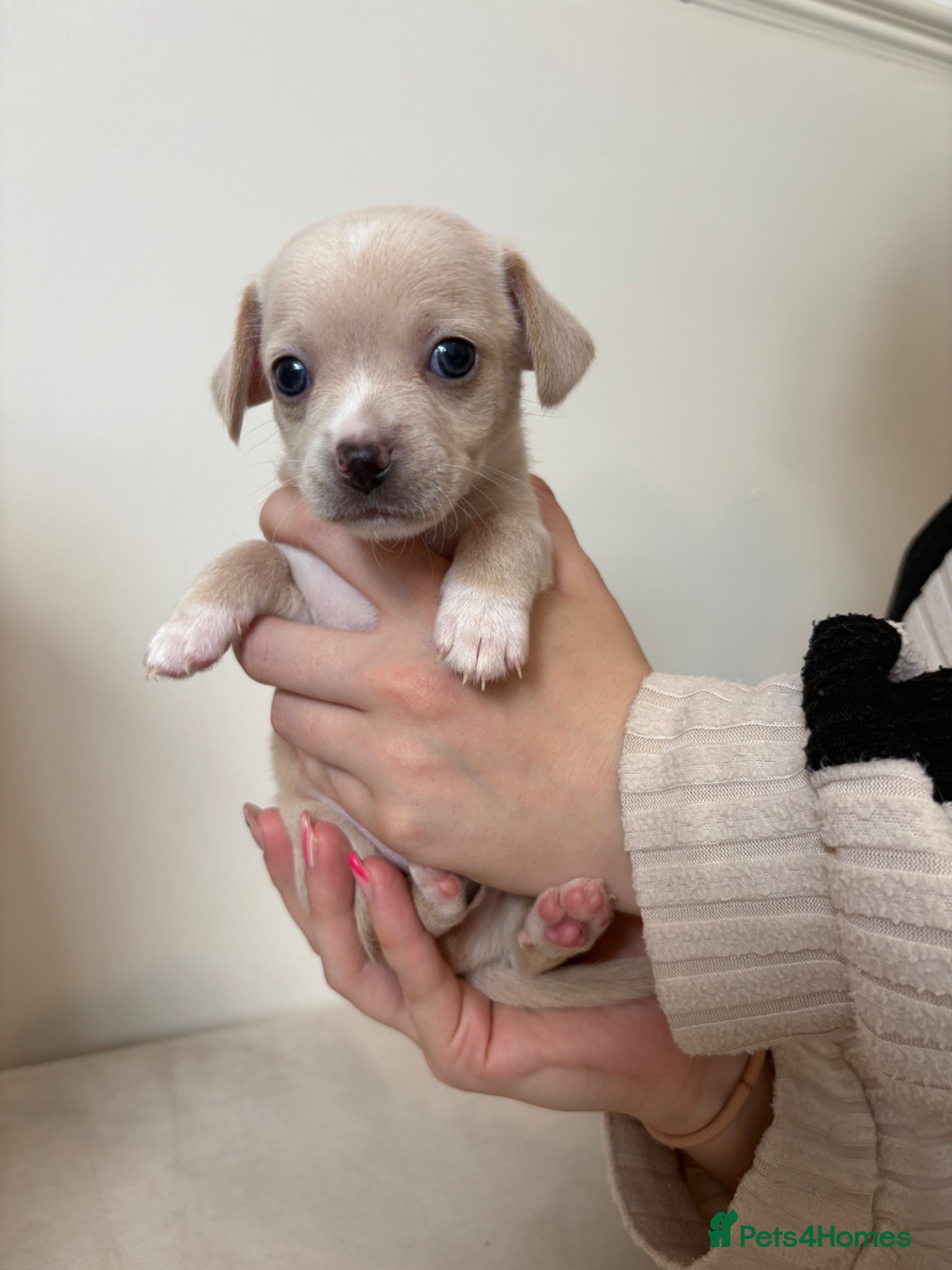 Chihuahua dogs Beautiful Chihuahua Puppies - Advert 18