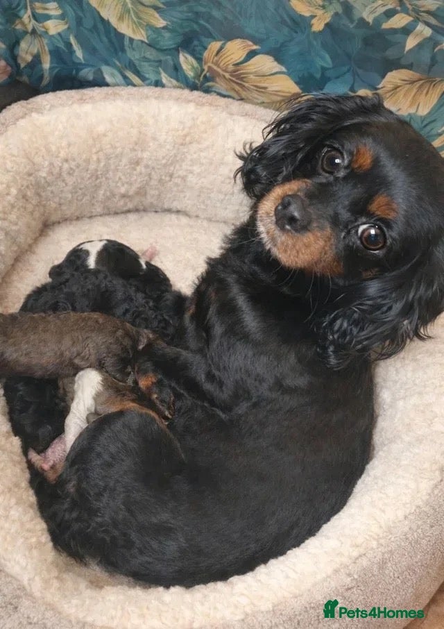 Cavapoo dogs WAITING LIST Toy cavapoo puppies  - Advert 2