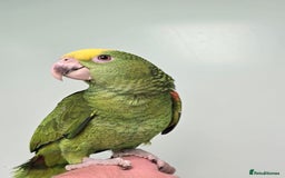 Parrots birds for sale: Stunning Handreared Amazon's ready now!!! - Image 3