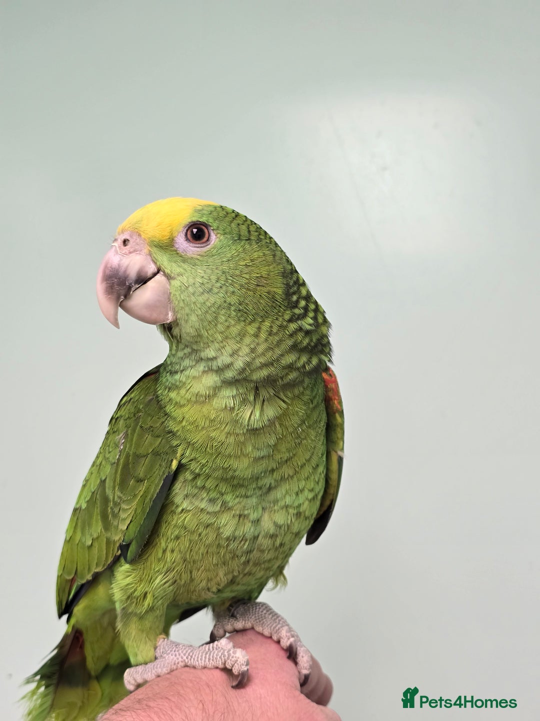 Parrots birds for sale: Stunning Handreared Amazon's ready now!!! - Image 3