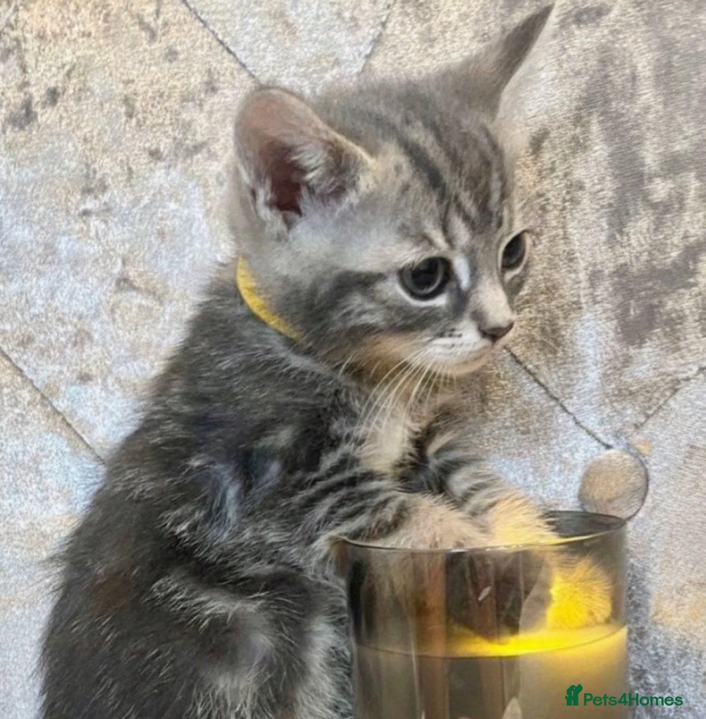 Mixed Breed cats British Blue X Kittens READY NOW  - Advert 3