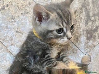 Mixed Breed cats British Blue X Kittens READY NOW - Advert 3