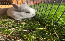 Lionhead rabbits for sale: Lion heads  - Image 2