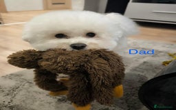 Bichon Frise dogs for sale: Bichon Frise Puppies  - Image 35