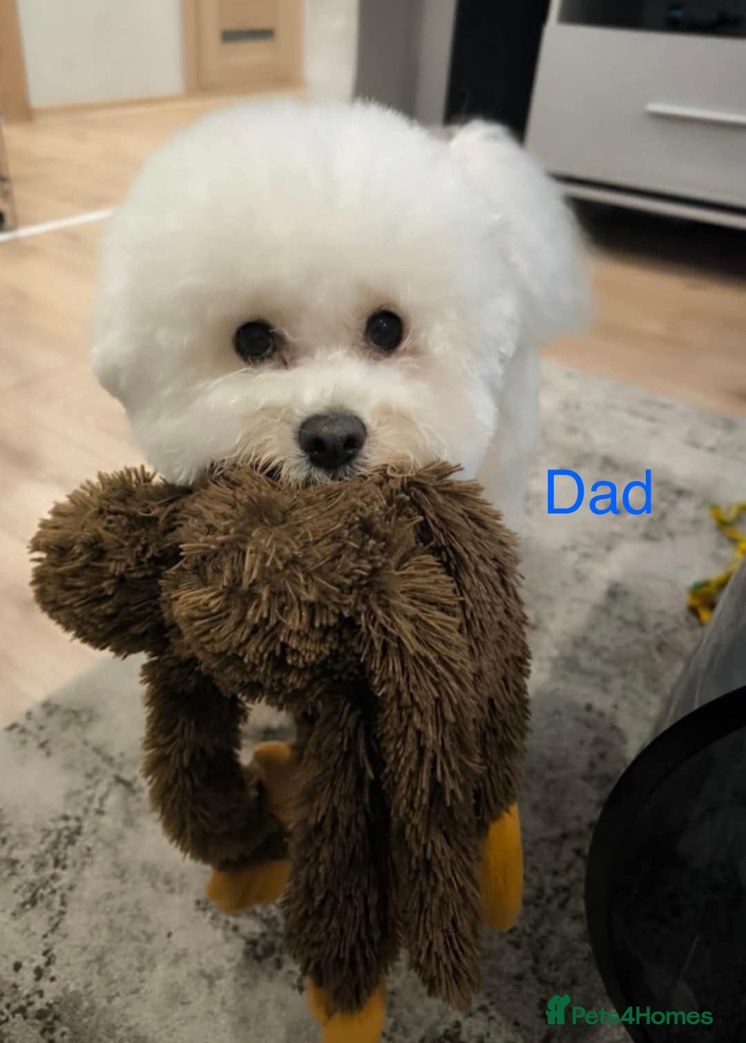 Bichon Frise dogs for sale: Bichon Frise Puppies  - Image 35