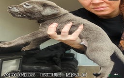 Cane Corso dogs for sale: READY REDUCED CANE CORSO - Image 32
