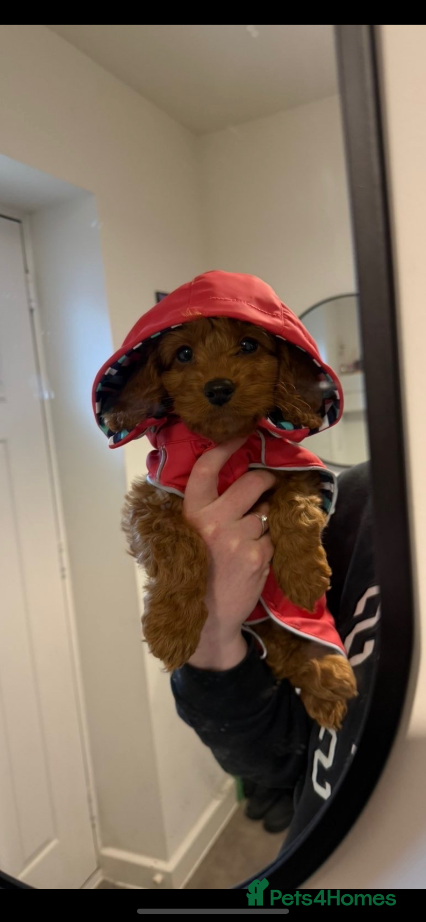 Cockapoo dogs READY NOW ! F1 health tested Cockapoo puppies - Advert 3