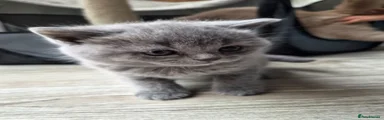 British Shorthair Kitten 2