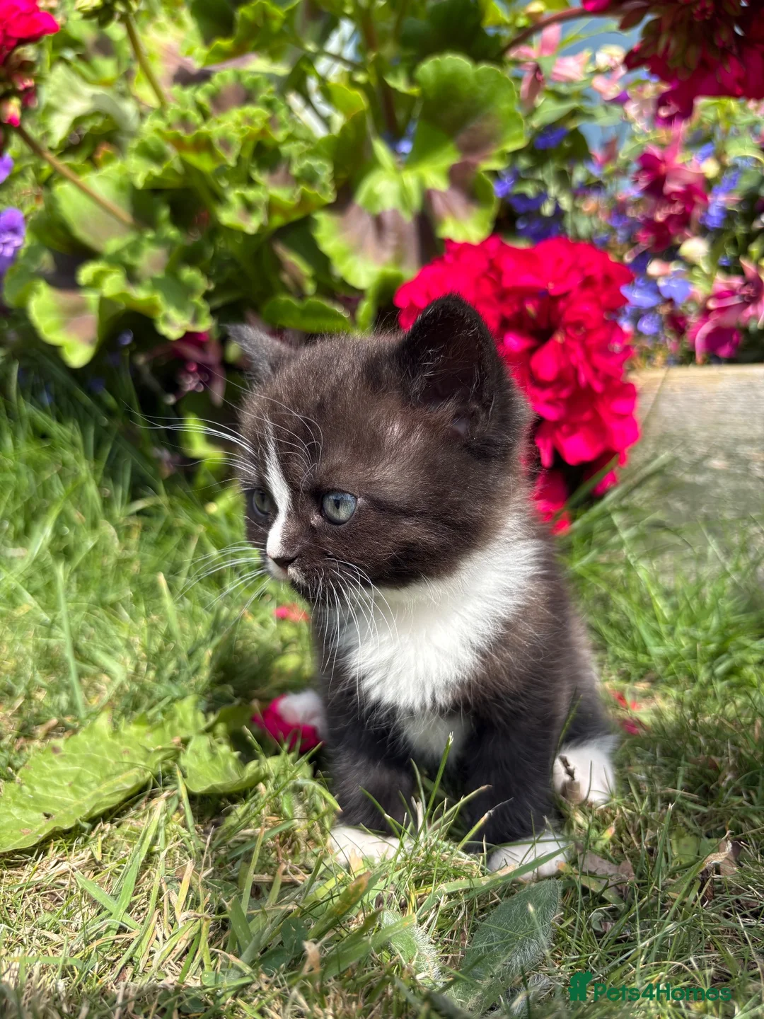 Exotic cats for sale: Exotic cross kitten  - Advert 2