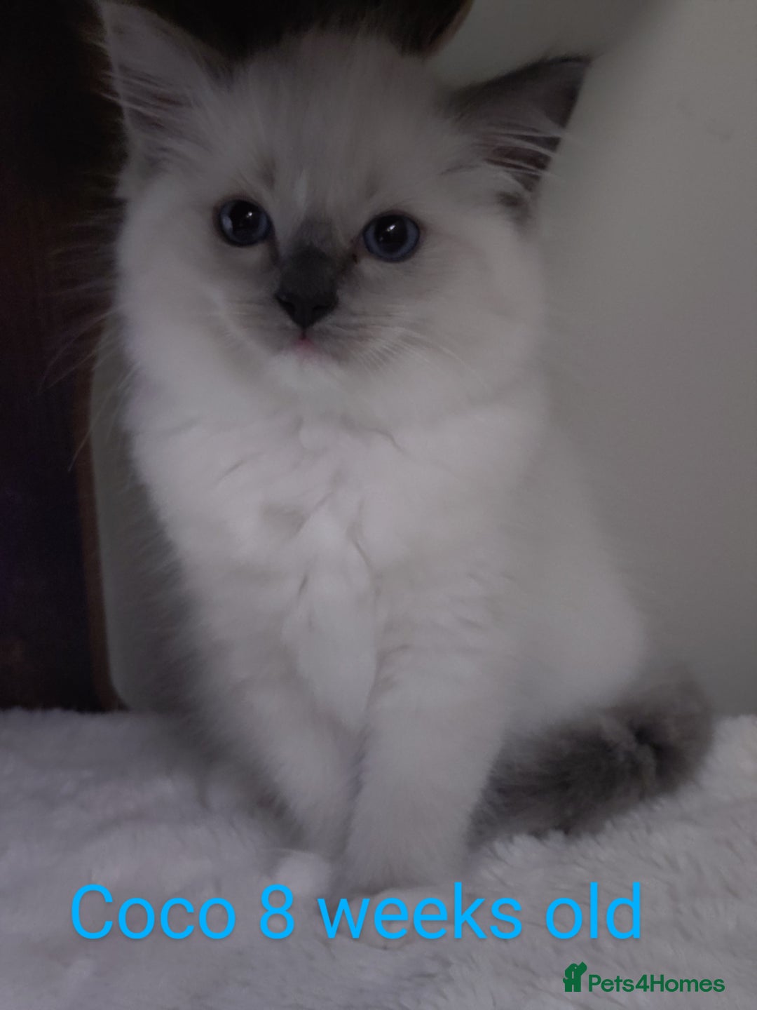 Ragdoll cats for sale: GCCF pedigree ragdoll kittens for sale £850 -£1100 - Image 20