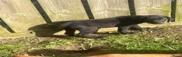 Labrador Retriever dogs for sale: KC working Labradors  - Advert 5