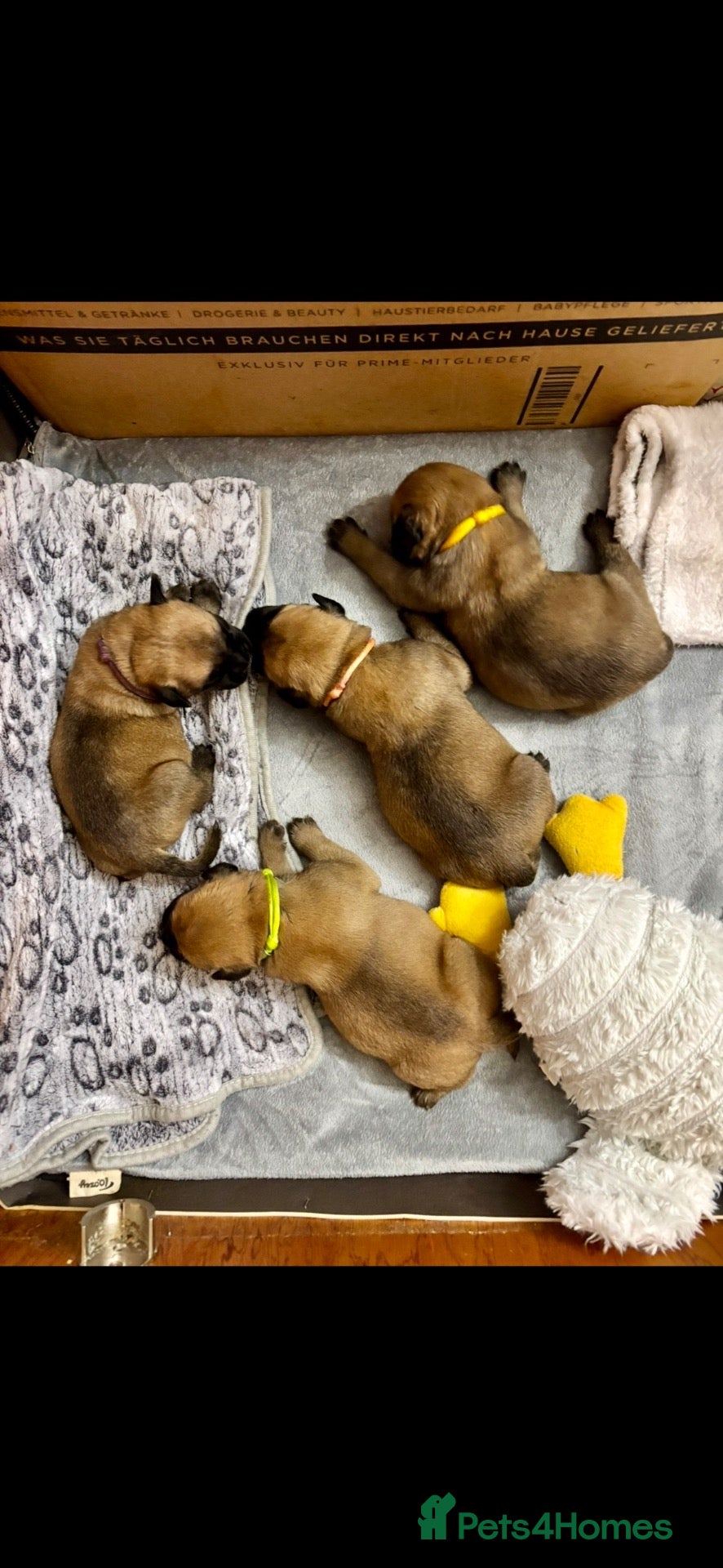 Bullmastiff dogs Stunning KC Registered Bullmastiff Puppies - Advert 1