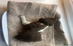 German Shorthaired Pointer dogs for sale: Beautiful KC reg German Shorthaired Pointer Pups - Image 17